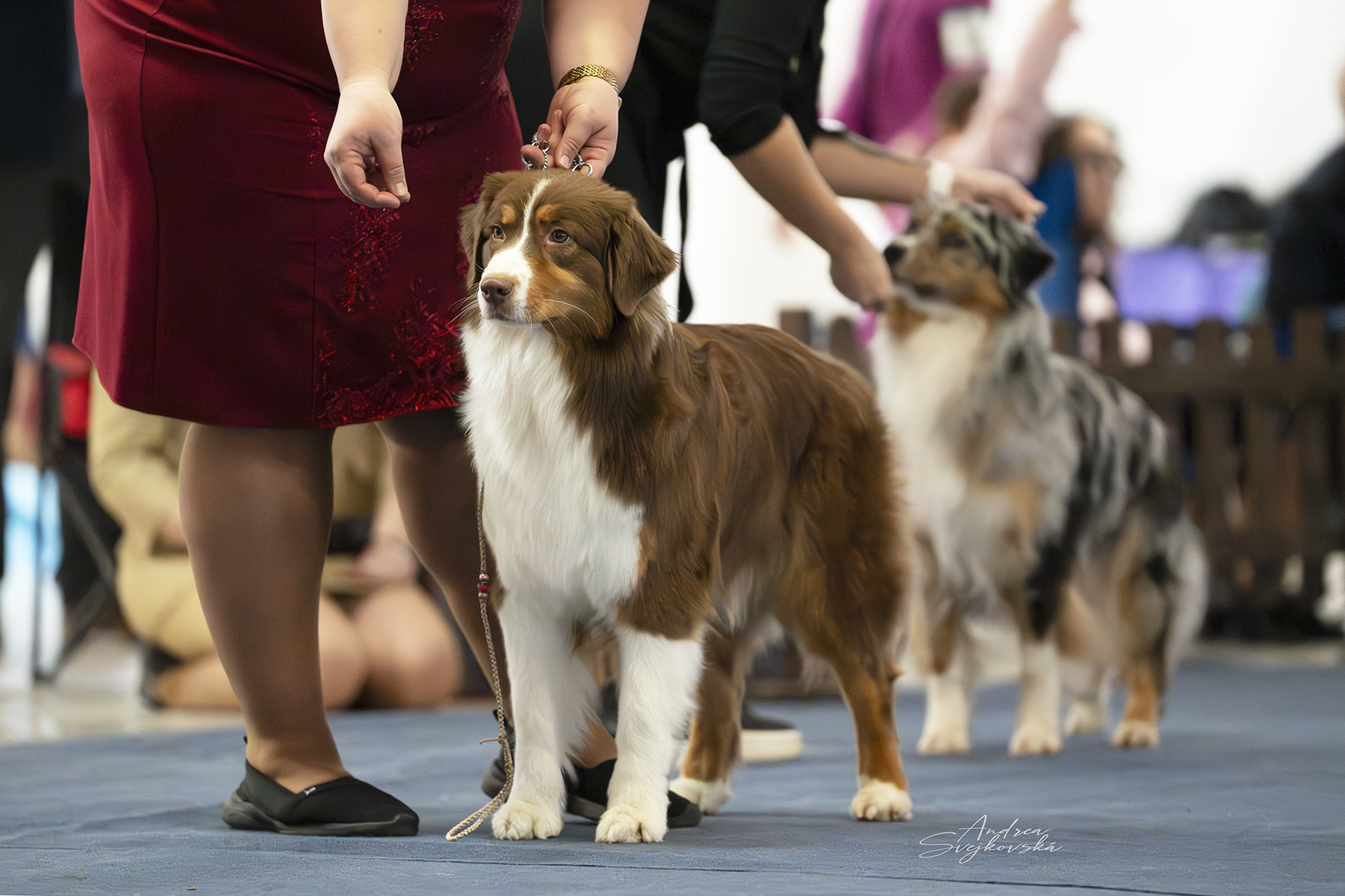 Carnival Cup Nitra 2025